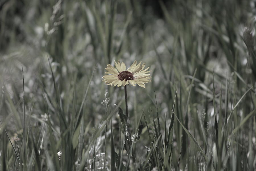 Almost Black and White Yellow Daisy in Field Photograph Photograph by Colleen Cornelius