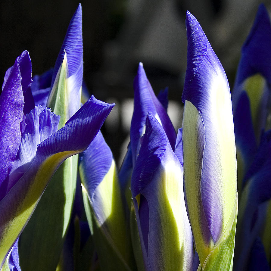 Almost Blooming - The Iris Photograph by David Patterson