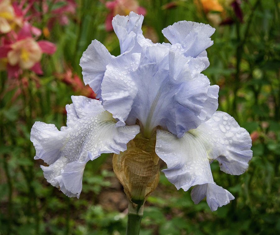 Almost Blue Bearded Iris Photograph by Jean Noren