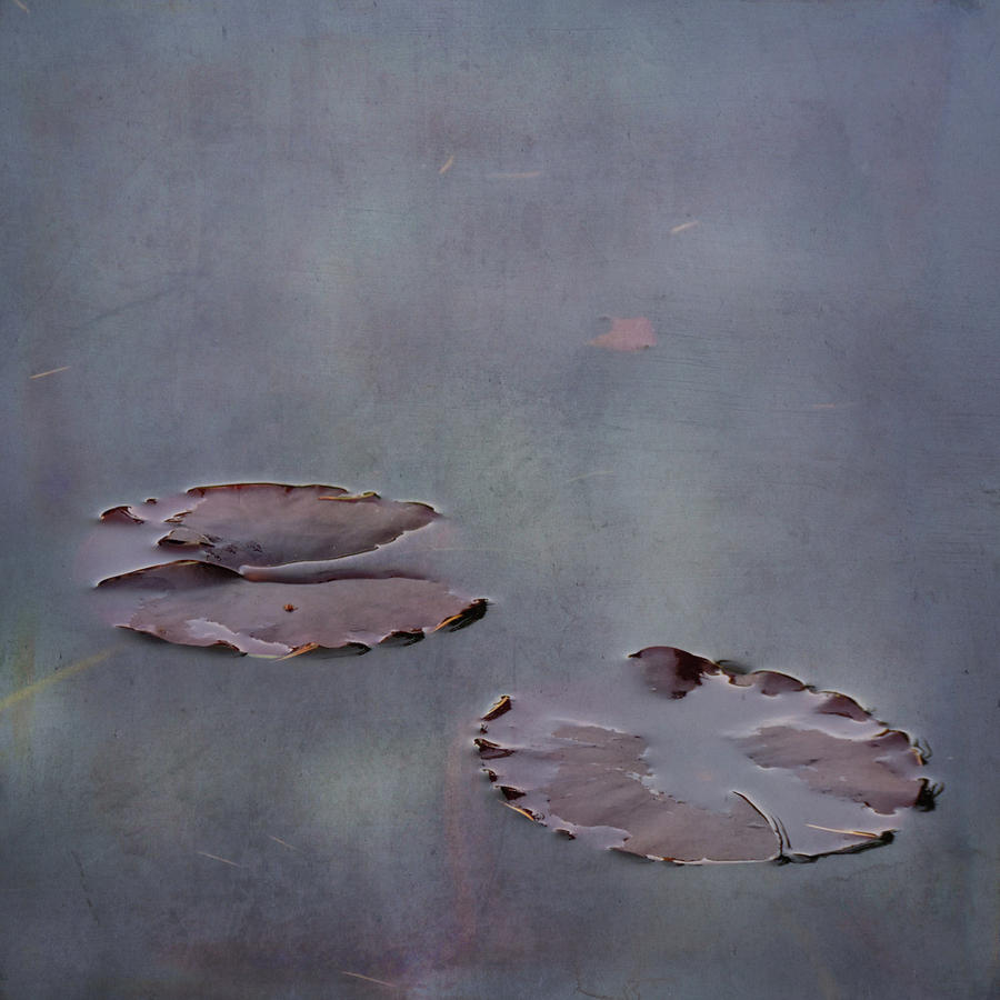 Lily Pads Photograph - Almost Floating by Sally Banfill