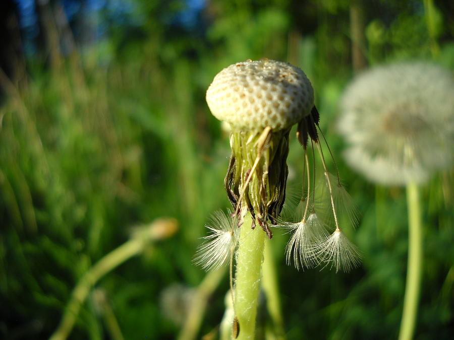 Almost Gone Dandelion Seeds Photograph by Kent Lorentzen