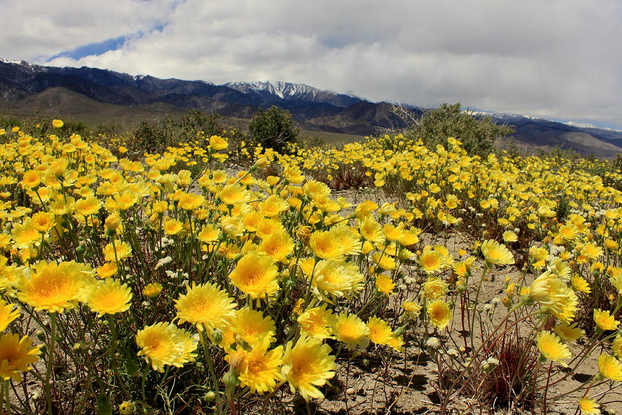 Almost Heaven Photograph by Brett H Runion - Fine Art America