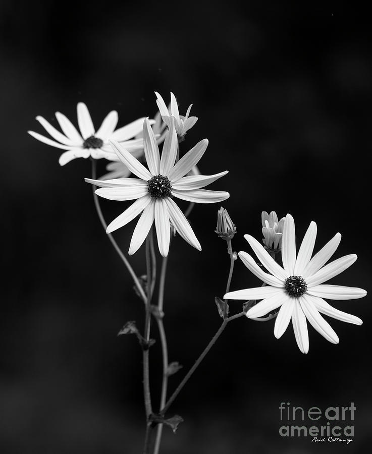 Almost Perfect Black Eyed susan Flower Art Photograph by Reid Callaway