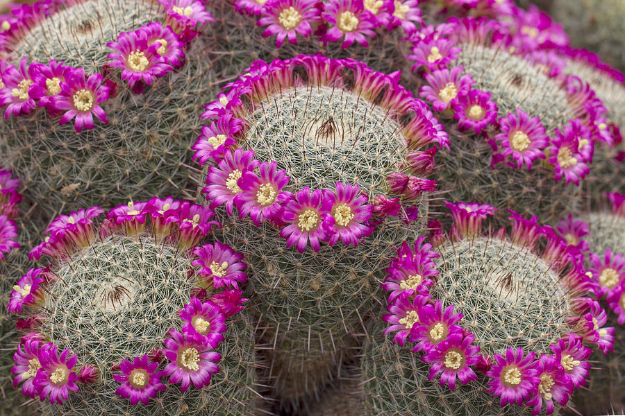 Cactus Photograph - Almost Perfect by Elvira Butler