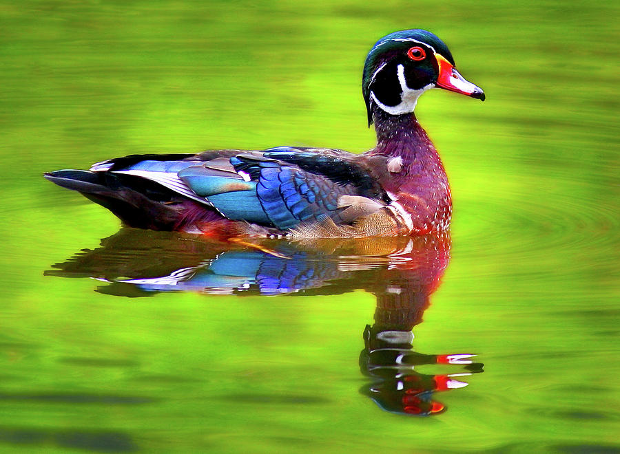 Almost Perfect Wood Duck Photograph by Jean Noren