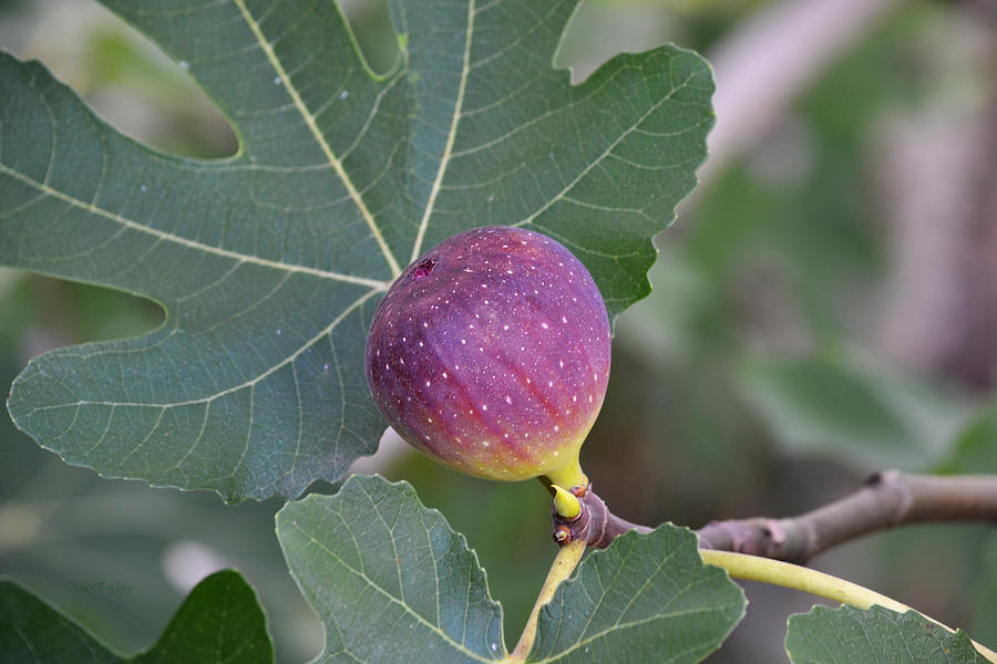 Brown Turkey Fig