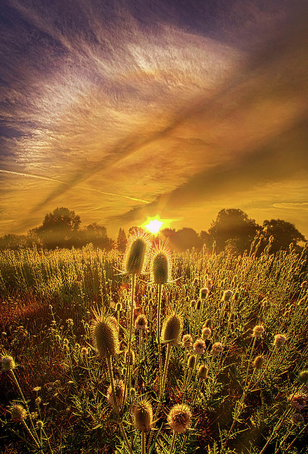 Almost Seemed An Eternity Photograph by Phil Koch