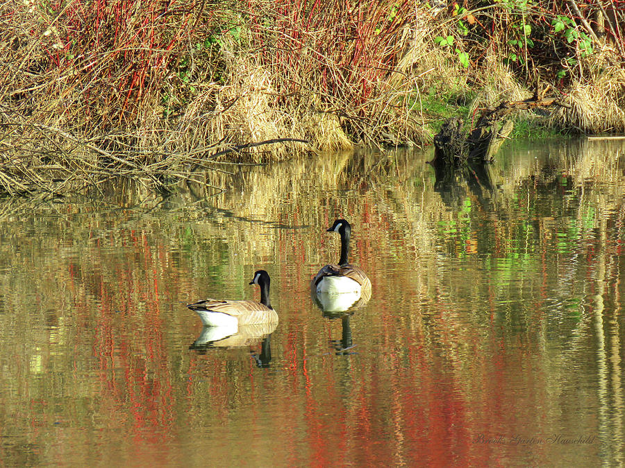 Almost Spring on Golden Pond 2 - Wildlife - Nature - Water Fowl Photograph by Brooks Garten Hauschild