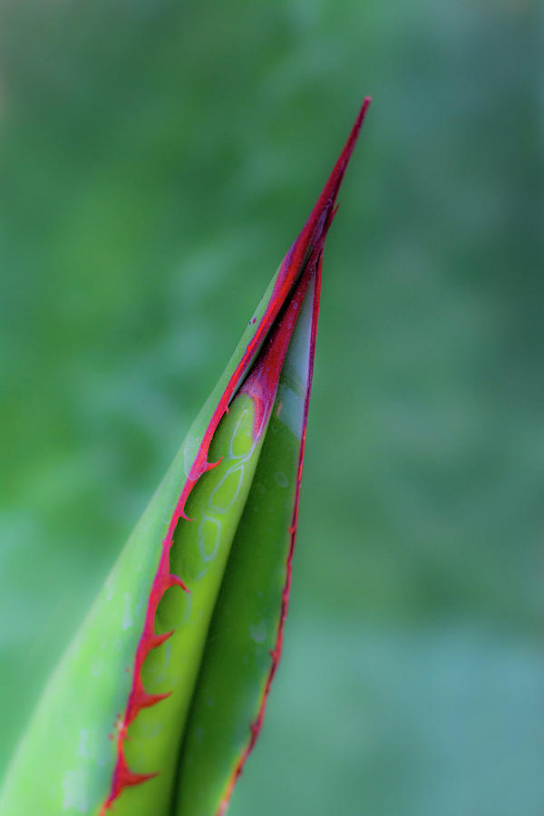 Aloe 7110-042418-1 Photograph by Tam Ryan