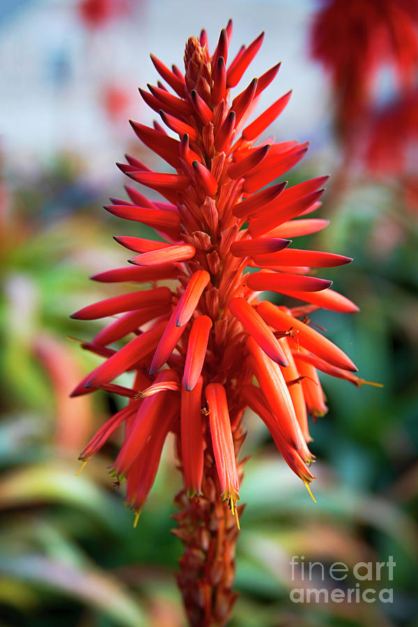 Aloe Arborescens Bloom Photograph by Kasia Bitner