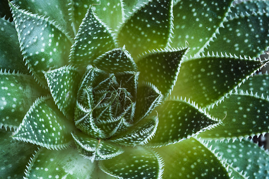 Aloe aristata Succulent  Plant abstract details Photograph by Michalakis Ppalis