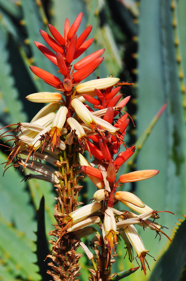 Aloe Bloom Desert Garden Photograph by Kyle Hanson