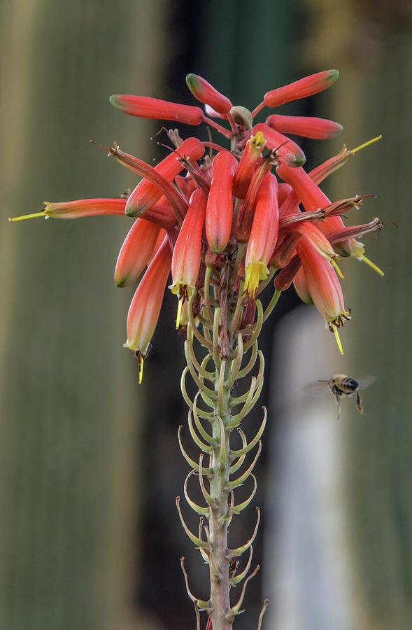 Aloe Blooms and Bee 1832-031318-1cr Photograph by Tam Ryan
