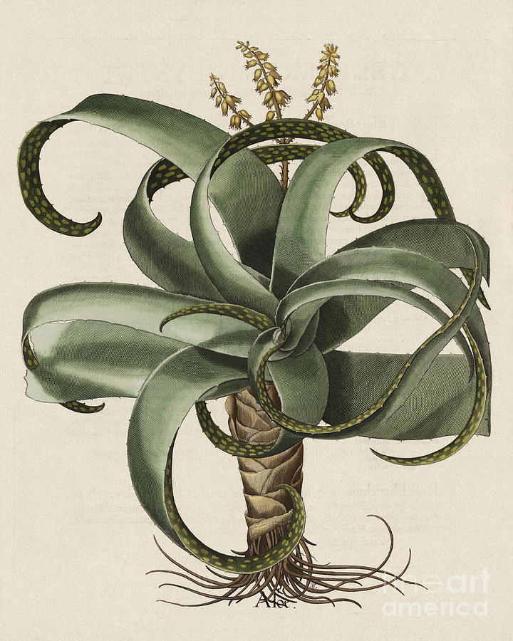 Vintage Digital Art - Aloe botanical illustration by Alexandr Testudo