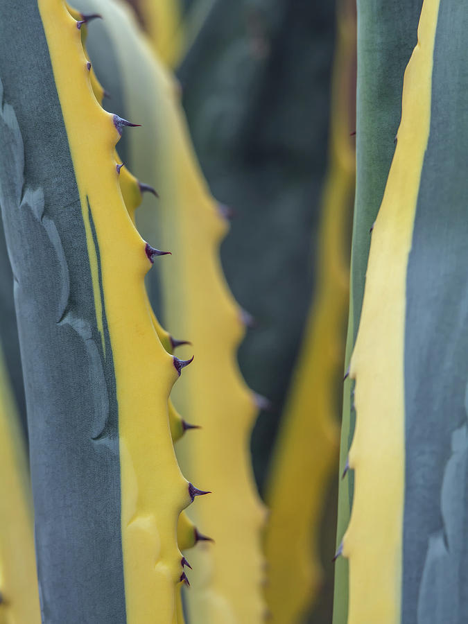 Aloe Cactus Abstract 4664 Photograph by Tam Ryan
