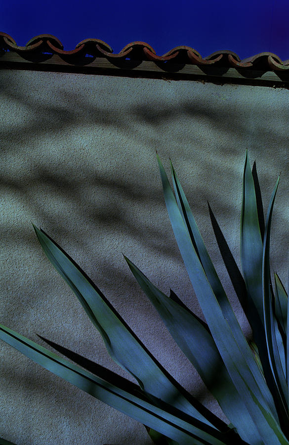 Aloe Cool Photograph by Mark Fuller