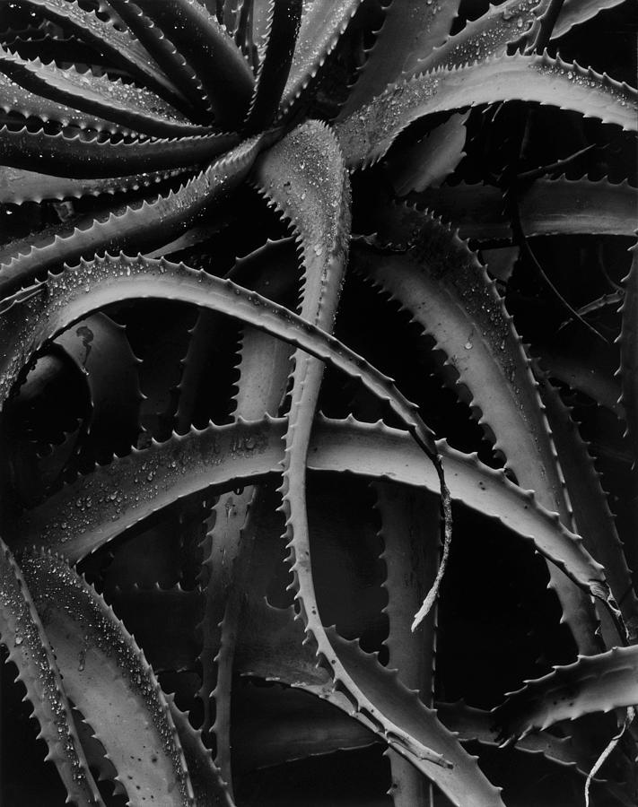 Aloe Design Photograph by John Gilroy - Fine Art America