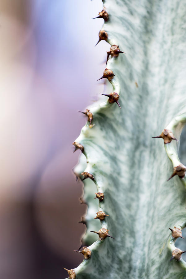 Aloe Divaricata in Isola Photograph by Tracy Winter