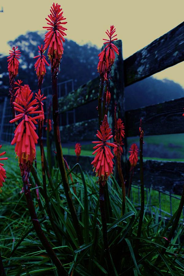 Aloe Flowers Photograph by Amy Neal
