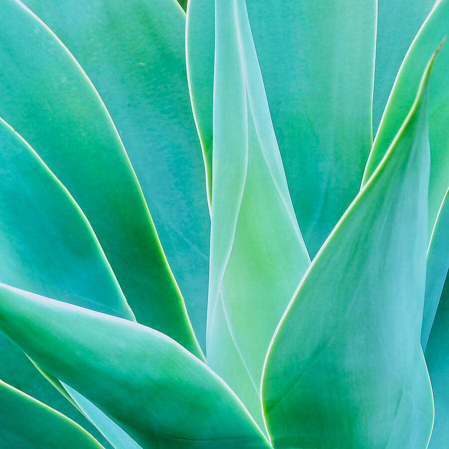 Aloe Glow Photograph by Zayne Diamond Photographic | Fine Art America