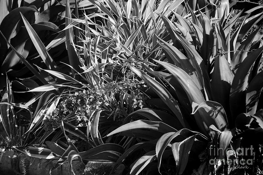 Black And White Photograph - Aloe in Black and White by John Clark