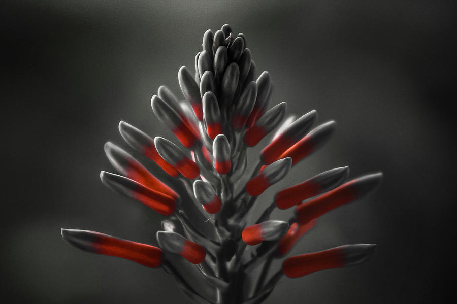 Aloe in Bloom Photograph by Brenda Wilcox aka Wildeyed n Wicked