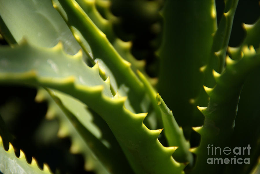 Aloe Photograph by Linda Shafer