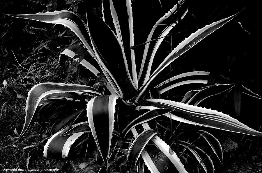 Aloe Photograph by Mia Alexander