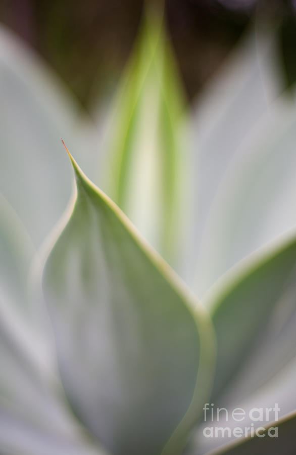Abstract Photograph - Aloe Mirage by Mike Reid