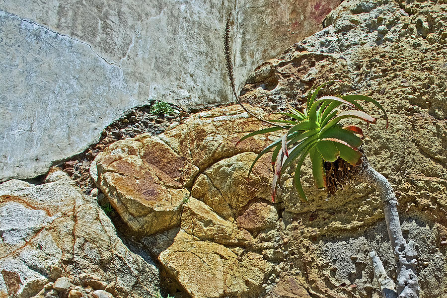 Aloe on the Rocks near Lighthouse in Point Reyes National Seashore, California  Photograph by Ruth Hager