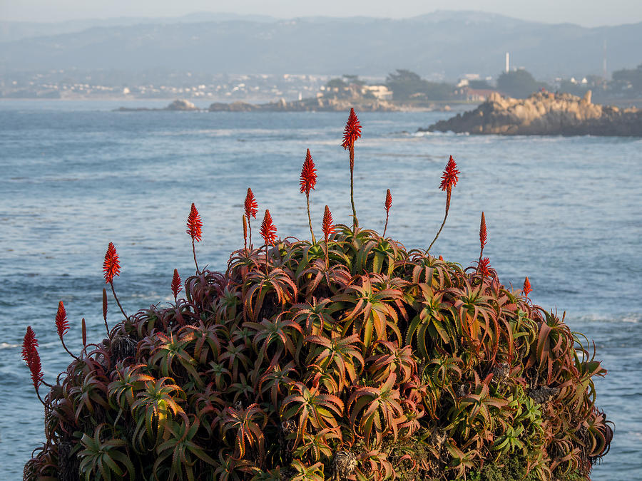 Aloe Over Monterey Photograph by Derek Dean
