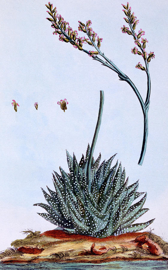 Flower Painting - Aloe by Pierre-Joseph Buchoz