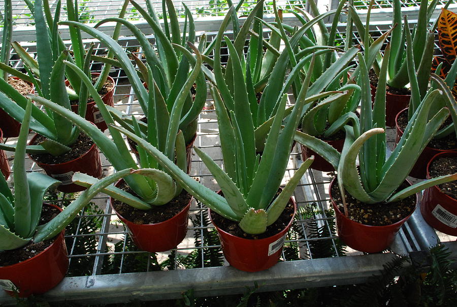 Aloe Plants Photograph by Ee Photography