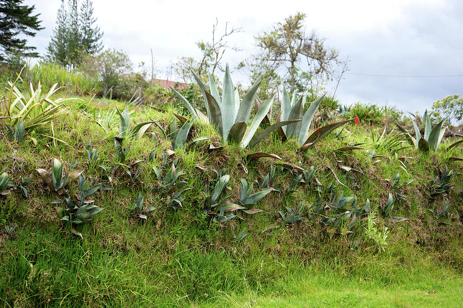 Aloe Plants in Huancas Digital Art by Carol Ailles