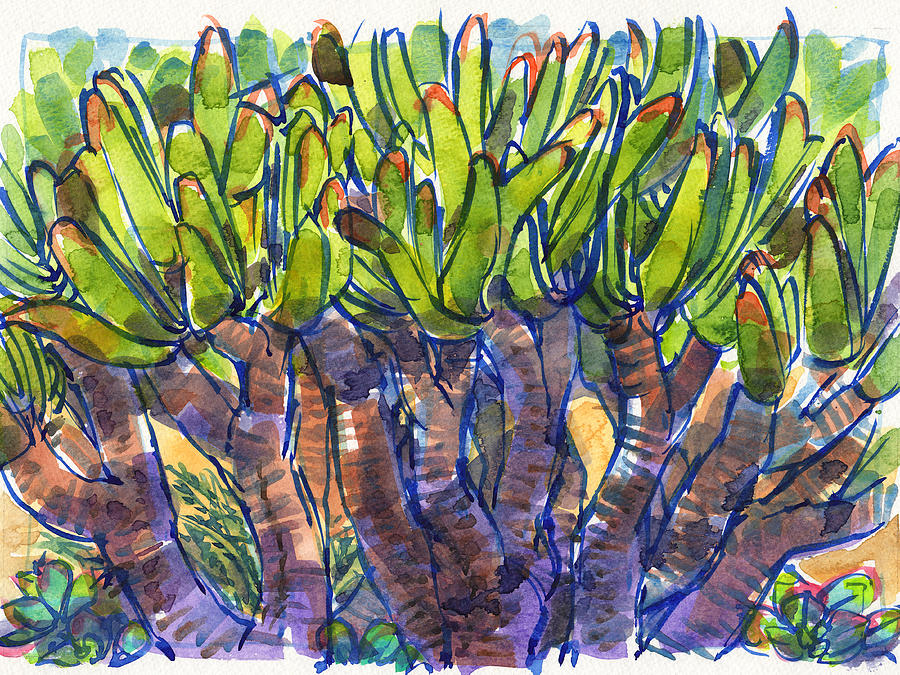 Plant Painting - Fan Aloe by Judith Kunzle