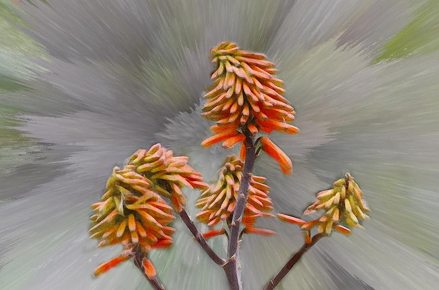 Aloe Vera Bloom #2 Photograph by Debra Martz