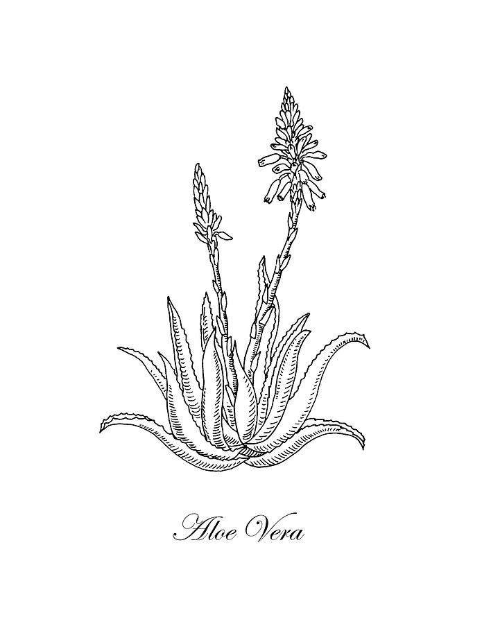 Flower Drawing - Aloe Vera Botanical Drawing  by Irina Sztukowski