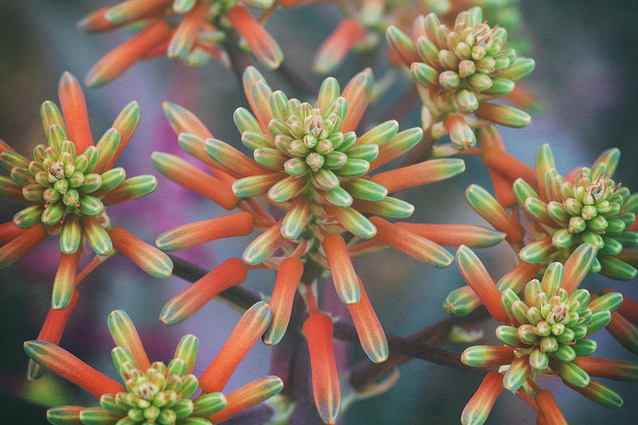 Nature Photograph - Aloe Vera Flower Abstract  by Saija Lehtonen