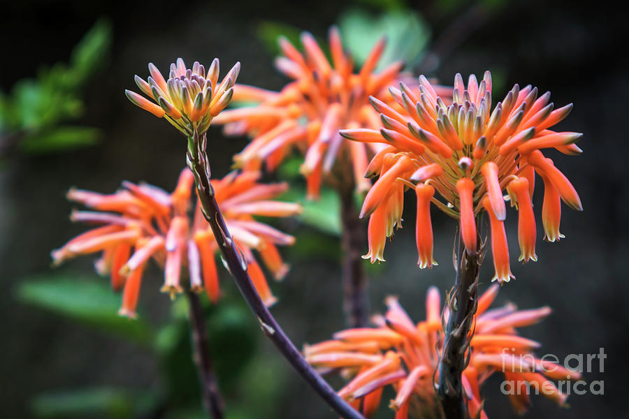 Aloe Vera Flowers Genoves Park Cadiz Spain Photograph