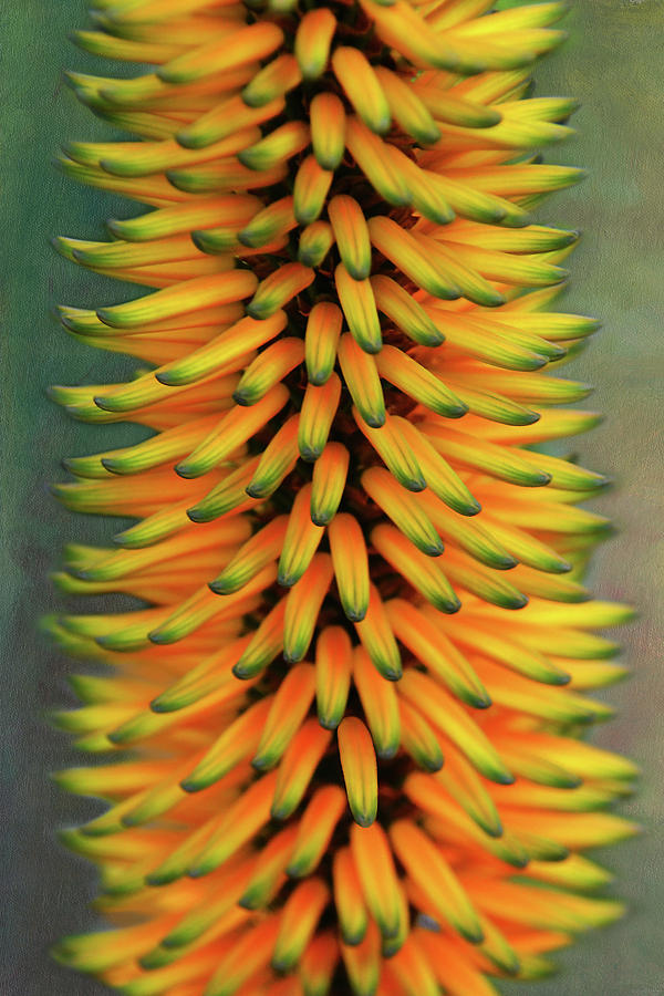 Aloe Vera Orange Flower Photograph by Isabela and Skender Cocoli - Pixels