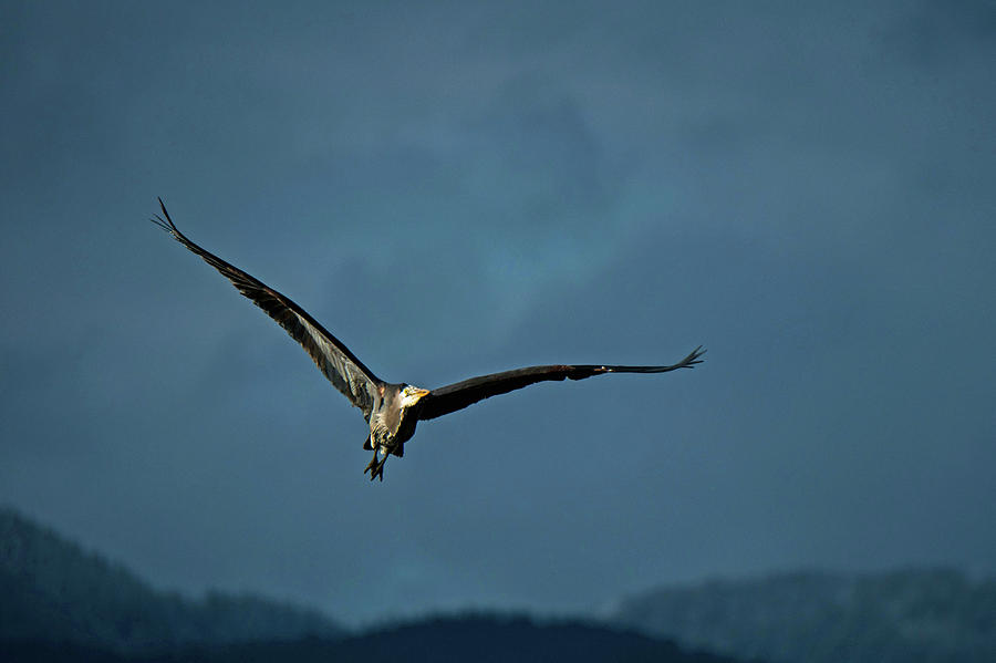 Aloft by Michael Potts Aloft by Michael Potts