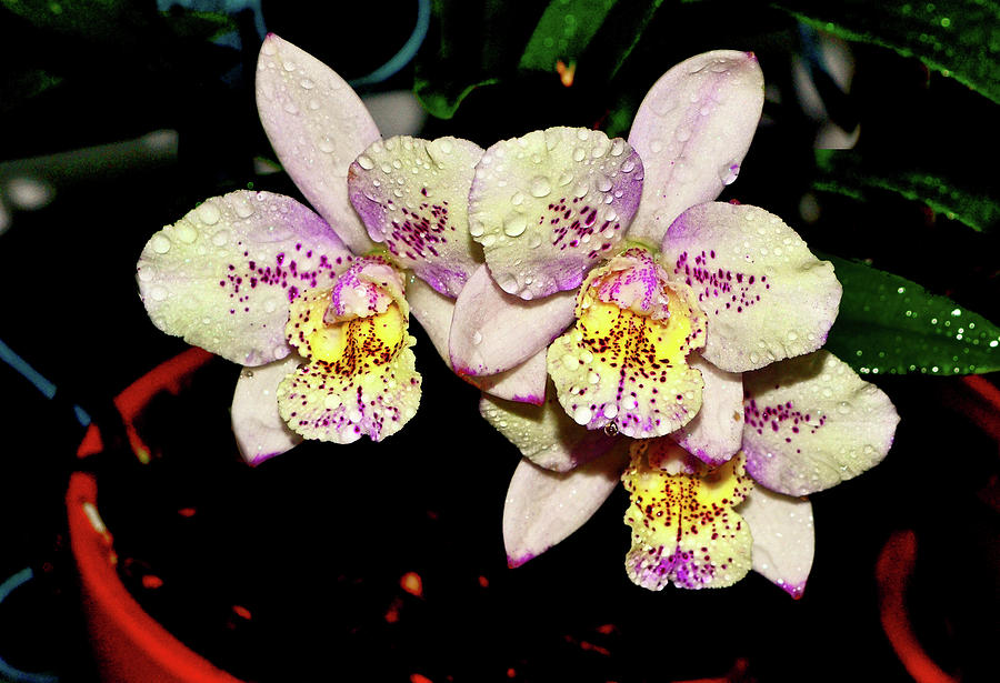 Aloha Dream Dust Orchid 001 Photograph by George Bostian
