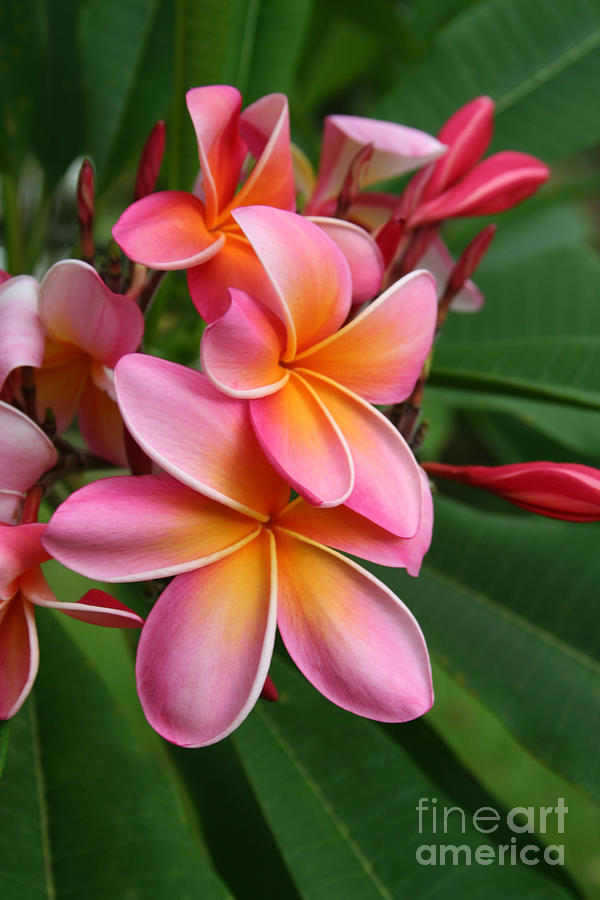 Flower Photograph - Aloha Lei Pua Melia Keanae by Sharon Mau