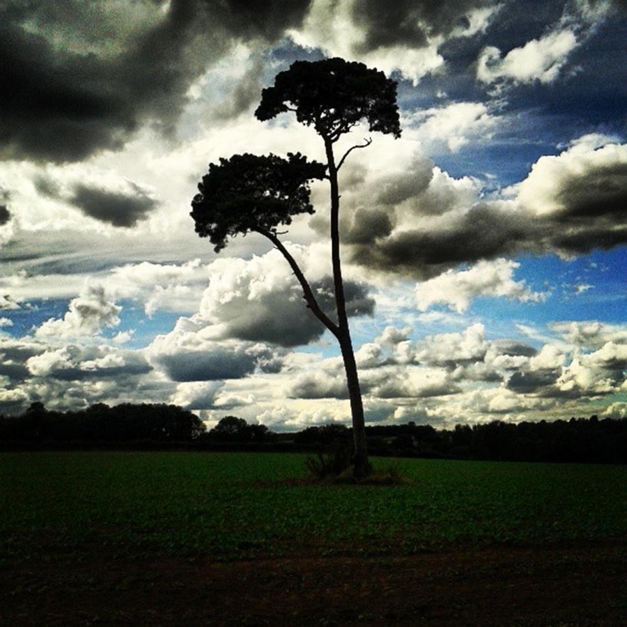 Nature Photograph - Alone .. Yet Strong, Deeply Rooted And by Zoe Snowden