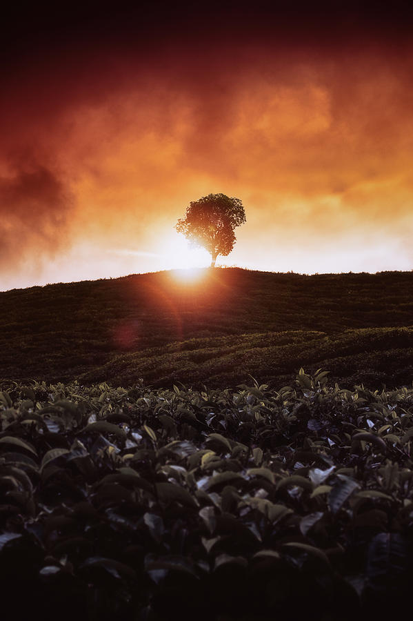 Malaysian Photographer Photograph - Alone Among Many by Kumar Annamalai Malaysian Photographer Photograph - Alone Among Many by Kumar Annamalai