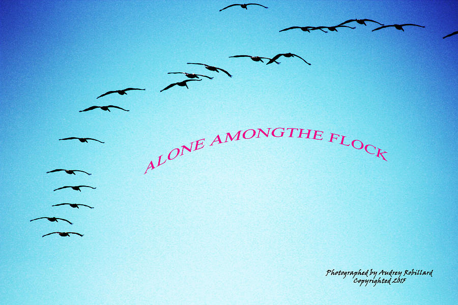 Alone Among the Flock Photograph by Audrey Robillard