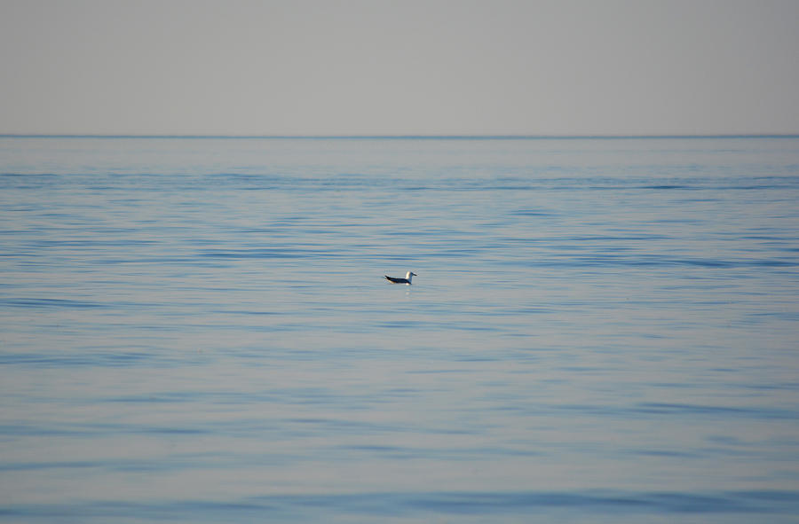 Seagull Photograph - Alone at Sea by Richard Andrews
