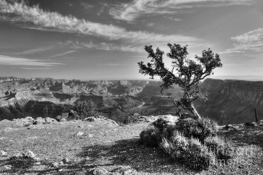 Alone At The Top BW Photograph by Mel Steinhauer