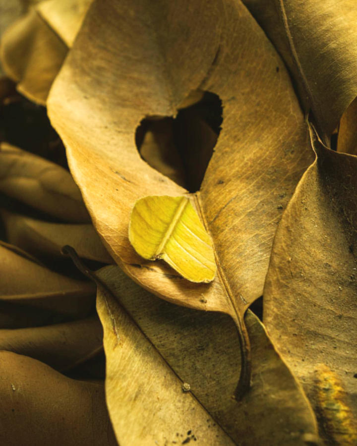 Alone Hearts Photograph