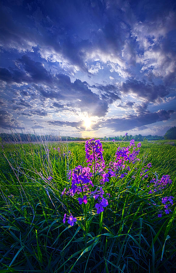 Flower Photograph - Alone In Our Dreams by Phil Koch